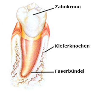 Zahn mit gesunden umliegenden Geweben, bestehend aus Wurzelzement, Faserbündeln und Kieferknochen.